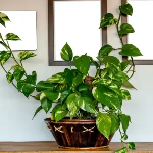 Money Plant